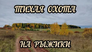 Тихая охота на рыжики 2022 год