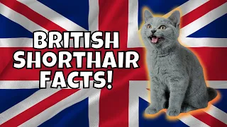 10 Fun Facts About British Shorthairs