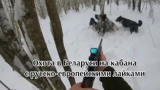 Охота в Беларуси на кабана с русско-европейскими лайками#12|Wild boar hunting in Belarus withhuskies