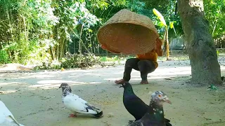 Bamboo cage Bird Trap | How To Catch Pigeon at home with Simple Tools