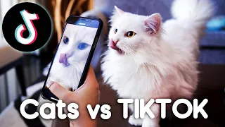 Cats vs TIKTOK!