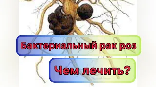 Бактериальный рак роз! Чем лечить? Как предотвратить рак? Показываю рак розы на штамбе из Русрозы😱