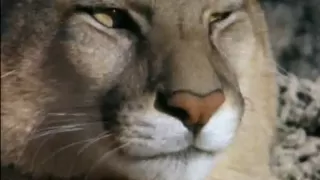 Puma. El león de los Andes 2 de 6