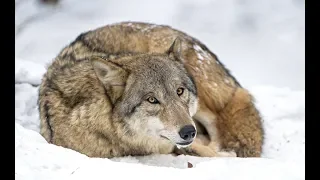 На мягкой шерсти ВОЛКА лежал МЛАДЕНЕЦ, волк оберегал его от холода и снега