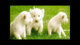 The Majestic And Rare - WHITE LIONS - NATURE Documentary HD.