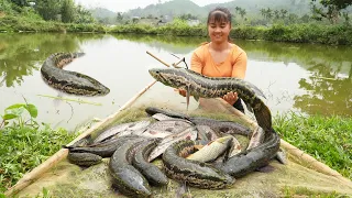 Harvesting A Lot Of Snakehead Fish Go To Market Sell - Cooking Snakehead Fish | Free Bushcraft