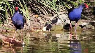 Australasian Swamphen chicks - Centennial Park