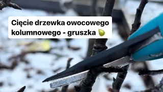 Cięcie kolumnowego drzewka owocowego - gruszka ☝️