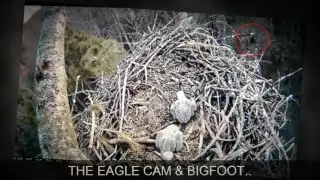 Bigfoot Sighting in Michigan Live Eagle Cam!