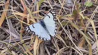 הפרפר לבנין משויש The butterfly Belenois aurota