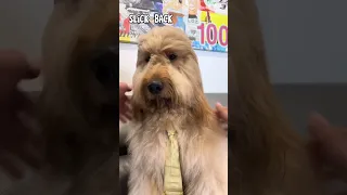 Have you ever seen a dog with this many hairstyles!? #goldendoodle #doggrooming #braids