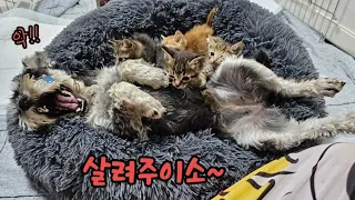 새끼고양이와 엄마강아지의 첫만남! 아..X됐다 ㅋㅋ