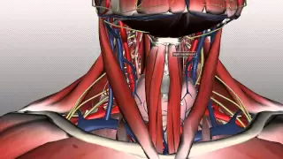 Neck Anatomy - Organisation of the Neck - Part 1