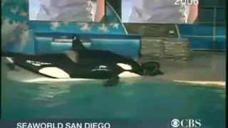 Killer whale almost kills the trainer.