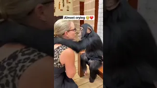 love between human and chimpanzee ❤️❤️🥰🥰..