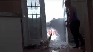 Cat jumps through snow for food!
