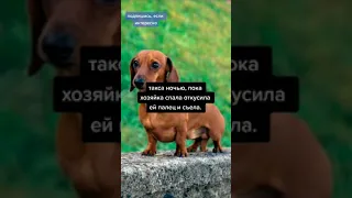 ТАКСА ОТКУСИЛА ПАЛЕЦ ХОЗЯЙКЕ