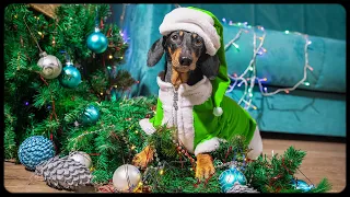 How Dog Grinch Stole Christmas! Cute & funny dachshund dog video!
