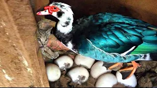 Farmer Notices Something Strange With His Duck. Shocked When He See Whats Under It
