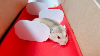 Challenge the hamster to enter a house full of traps to find food