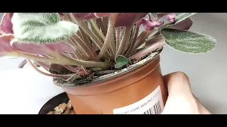 AFRICAN VIOLET RESCUE - This African Violet Needs Dividing - 3 Plants in the One Pot -