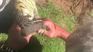 Watch - Water monitor bites man