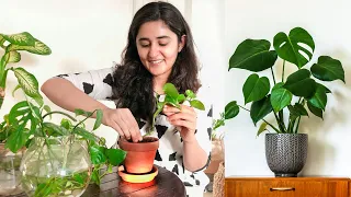 Planting Indoor Plants' Cuttings in Soil, all you need to know