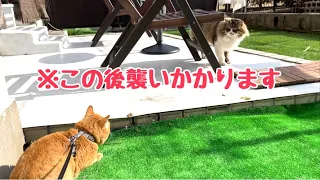 野良猫ぽこまるに襲い掛かるまるとら😨 ぽこまるの体が…💦