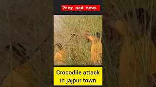 crocodile| palatpur| jajpur| BARI BLOCK | CROCODILE ATTACK IN BIRUPA NADI| TRENDING VIDEO| SONG |