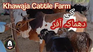 Khawaja Cattle Farm ki Dhamaka Offer || Gadap Maweshi Mandi #cattlemarket #GFA #DhamakaOffer #jeekhi