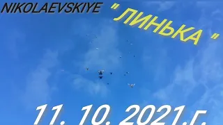 16 + " ГОЛУБИ - NIKOLAEVSKIYE ( В ЛИНЬКЕ ). 11. 10. 2021.г.