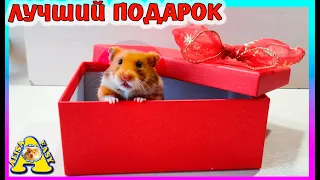 Лучший новогодний подарок - ХОМЯК / запаковка хомяка / Алиса Изи Петс / Alisa Easy Pets