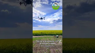 Внесення ЗЗР по ріпаку агродронами/дрони в агро #agriculture #agro #agrodrone #xag #поле #агродрони