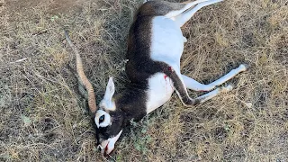 Must watch Trophy Black Buck hunt.