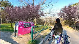 Cherry Blossoms Burst into Bloom at High Park Toronto || Sakura Hanami Toronto