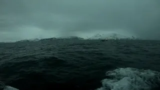 Large Killer Whale pod off the Norwegian arctic coast