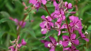 Harvesting Nature Fireweed Jelly #SeaninAlaska #kiltinalaska