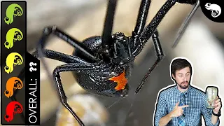 Black Widow, The Best Pet Spider?