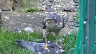 Sparrowhawk in my garden 26-22024