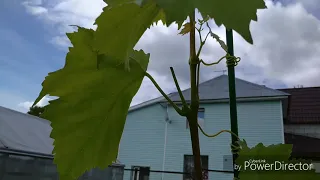 Вызревание однолетней лозы  винограда