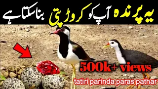 tatiri parinda ke eggs or paras pathar ka raaz | crorepati kaise bane