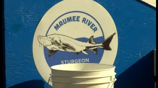 Toledo Zoo invites community to help with lake sturgeon release
