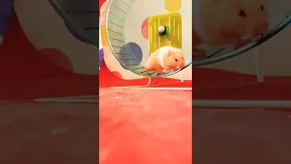 Hamster's Daily Night Routine - Taking Care of a Syrian Hamster 🐹