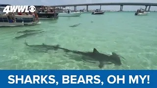 Hammerhead sharks - and a bear on Gulf Coast beaches this past weekend