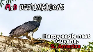 Travel down river to see the harpy eagle in southern Guyana