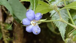 "Bajo Urubamba, el bosque de los misterios" - Capítulo 02