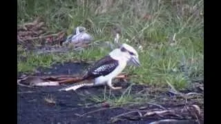 Laughing Kookaburra. Смеющаяся кукабара (715sp)