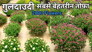 गुलदाउदी के पौधे से पाएं अनगिनत फूल   Secrets To Get 2000 Flowers From Chrysanthemums