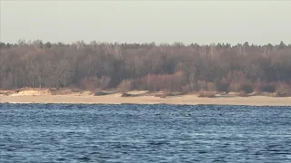 Дикие утки проплывают как поплавки Рыбное место Еле заметил Новочебоксарск река Волга 21 11 2020