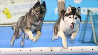 My Huskies Learn to FLY at the Novi Pet Expo!
